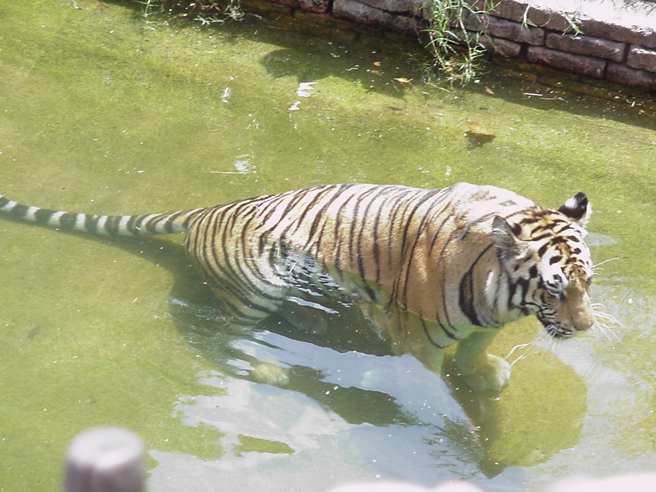 tiger2.JPG