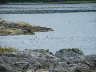 Filename=DSCF7357.JPG
Filesize=3158KiB
Dimensions=3264x2448
Date added=Sep 15, 2019 DSCF7357.JPG