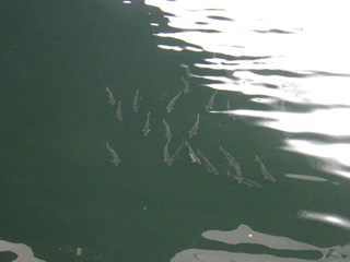 Filename=DSCF7379.JPG
Filesize=3025KiB
Dimensions=3264x2448
Date added=Sep 15, 2019 DSCF7379.JPG