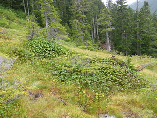 Filename=DSCF7757.JPG
Filesize=3191KiB
Dimensions=3264x2448
Date added=Sep 15, 2019 DSCF7757.JPG