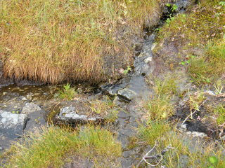 Filename=DSCF7778.JPG
Filesize=3180KiB
Dimensions=3264x2448
Date added=Sep 15, 2019 DSCF7778.JPG