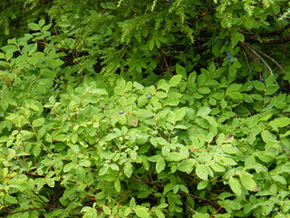 Filename=DSCF7817.JPG
Filesize=3038KiB
Dimensions=3264x2448
Date added=Sep 15, 2019 DSCF7817.JPG