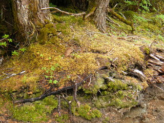 Filename=DSCF7824.JPG
Filesize=3224KiB
Dimensions=3264x2448
Date added=Sep 15, 2019 DSCF7824.JPG