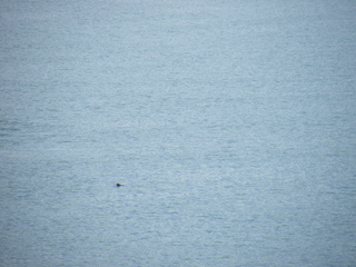 Filename=DSCF8359.JPG
Filesize=2991KiB
Dimensions=3264x2448
Date added=Sep 15, 2019 DSCF8359.JPG