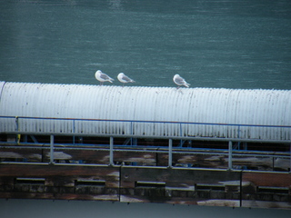 Filename=DSCF8399.JPG
Filesize=3298KiB
Dimensions=3264x2448
Date added=Sep 15, 2019 DSCF8399.JPG