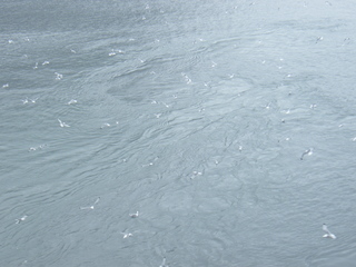 Filename=DSCF8502.JPG
Filesize=3074KiB
Dimensions=3264x2448
Date added=Sep 15, 2019 DSCF8502.JPG