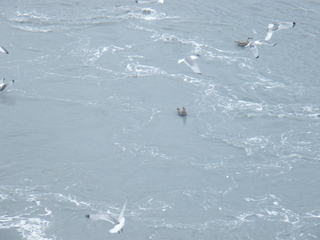 Filename=DSCF8555.JPG
Filesize=3633KiB
Dimensions=3264x2448
Date added=Sep 15, 2019 DSCF8555.JPG