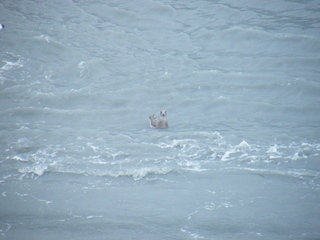 Filename=DSCF8557.JPG
Filesize=3732KiB
Dimensions=3264x2448
Date added=Sep 15, 2019 DSCF8557.JPG