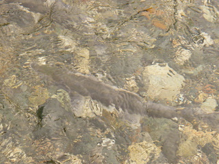 Filename=DSCF8990.JPG
Filesize=3409KiB
Dimensions=3264x2448
Date added=Sep 15, 2019 DSCF8990.JPG