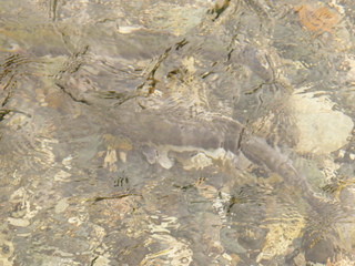 Filename=DSCF8992.JPG
Filesize=3492KiB
Dimensions=3264x2448
Date added=Sep 15, 2019 DSCF8992.JPG