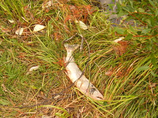 Filename=DSCF8993.JPG
Filesize=3175KiB
Dimensions=3264x2448
Date added=Sep 15, 2019 DSCF8993.JPG