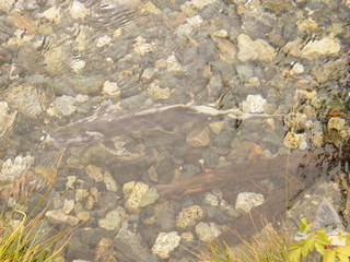 Filename=DSCF8994.JPG
Filesize=3591KiB
Dimensions=3264x2448
Date added=Sep 15, 2019 DSCF8994.JPG