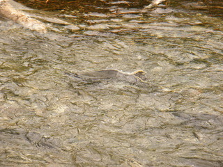 Filename=DSCF8997.JPG
Filesize=3304KiB
Dimensions=3264x2448
Date added=Sep 15, 2019 DSCF8997.JPG