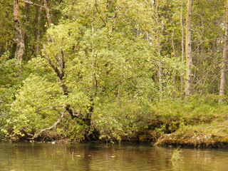 Filename=DSCF9022.JPG
Filesize=3137KiB
Dimensions=3264x2448
Date added=Sep 15, 2019 DSCF9022.JPG