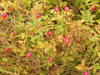 Filename=DSCF9023.JPG
Filesize=3039KiB
Dimensions=3264x2448
Date added=Sep 15, 2019 DSCF9023.JPG