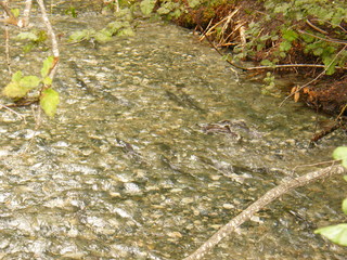 Filename=DSCF9027.JPG
Filesize=3071KiB
Dimensions=3264x2448
Date added=Sep 15, 2019 DSCF9027.JPG