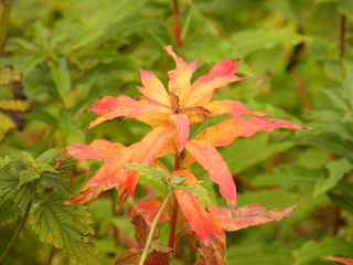 Filename=DSCF9066.JPG
Filesize=3392KiB
Dimensions=3264x2448
Date added=Sep 15, 2019 DSCF9066.JPG