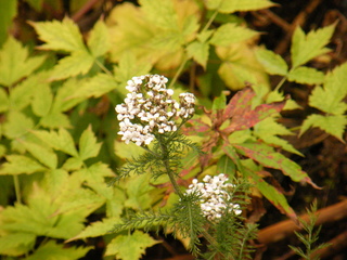 Filename=DSCF9067.JPG
Filesize=3420KiB
Dimensions=3264x2448
Date added=Sep 15, 2019 DSCF9067.JPG