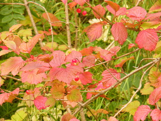 Filename=DSCF9080.JPG
Filesize=3100KiB
Dimensions=3264x2448
Date added=Sep 15, 2019 DSCF9080.JPG