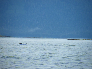 Filename=DSCF9208.JPG
Filesize=3909KiB
Dimensions=3264x2448
Date added=Sep 15, 2019 DSCF9208.JPG