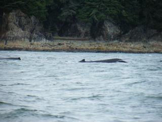 Filename=DSCF9230.JPG
Filesize=3844KiB
Dimensions=3264x2448
Date added=Sep 15, 2019 DSCF9230.JPG