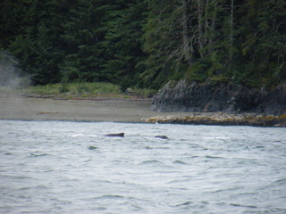 Filename=DSCF9233.JPG
Filesize=3396KiB
Dimensions=3264x2448
Date added=Sep 15, 2019 DSCF9233.JPG