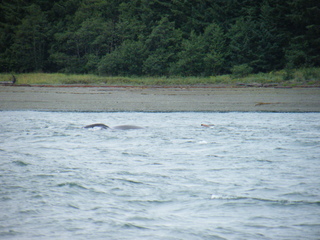 Filename=DSCF9234.JPG
Filesize=3255KiB
Dimensions=3264x2448
Date added=Sep 15, 2019 DSCF9234.JPG