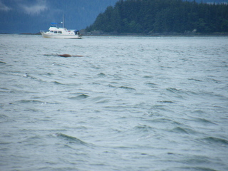 Filename=DSCF9249.JPG
Filesize=3795KiB
Dimensions=3264x2448
Date added=Sep 15, 2019 DSCF9249.JPG