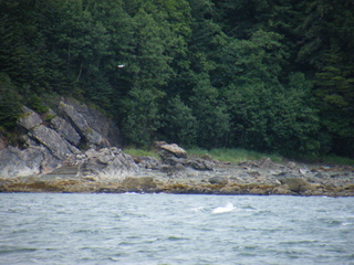 Filename=DSCF9255.JPG
Filesize=3502KiB
Dimensions=3264x2448
Date added=Sep 15, 2019 DSCF9255.JPG