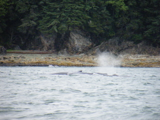 Filename=DSCF9258.JPG
Filesize=3238KiB
Dimensions=3264x2448
Date added=Sep 15, 2019 DSCF9258.JPG