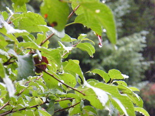 Filename=DSCF9339.JPG
Filesize=3110KiB
Dimensions=3264x2448
Date added=Sep 15, 2019 DSCF9339.JPG