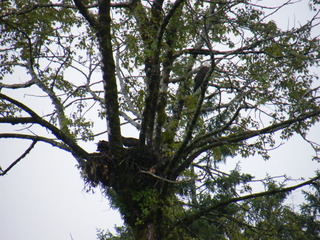 Filename=DSCF9341.JPG
Filesize=3036KiB
Dimensions=3264x2448
Date added=Sep 15, 2019 DSCF9341.JPG