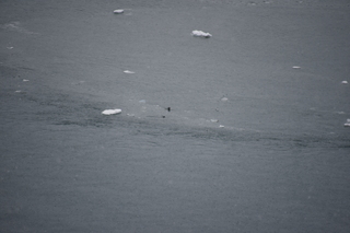 Filename=DSC_4680.JPG
Filesize=16143KiB
Dimensions=7360x4912
Date added=Oct 17, 2021 DSC_4680.JPG