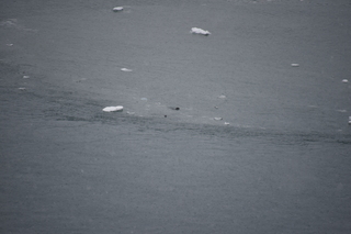 Filename=DSC_4681.JPG
Filesize=15899KiB
Dimensions=7360x4912
Date added=Oct 17, 2021 DSC_4681.JPG