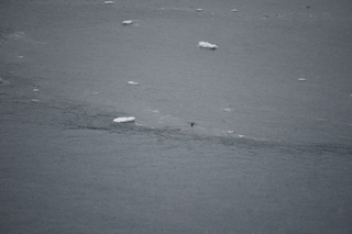 Filename=DSC_4682.JPG
Filesize=15894KiB
Dimensions=7360x4912
Date added=Oct 17, 2021 DSC_4682.JPG