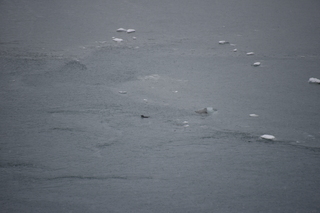 Filename=DSC_4684.JPG
Filesize=16172KiB
Dimensions=7360x4912
Date added=Oct 17, 2021 DSC_4684.JPG