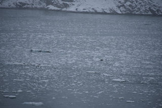 Filename=DSC_4700.JPG
Filesize=17665KiB
Dimensions=7360x4912
Date added=Oct 17, 2021 DSC_4700.JPG