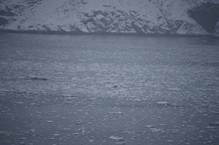 Filename=DSC_4774.JPG
Filesize=17015KiB
Dimensions=7360x4912
Date added=Oct 17, 2021 DSC_4774.JPG