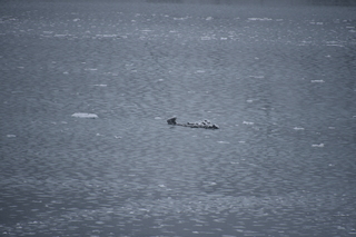 Filename=DSC_4811.JPG
Filesize=16495KiB
Dimensions=7360x4912
Date added=Oct 17, 2021 DSC_4811.JPG