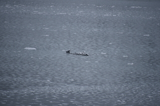 Filename=DSC_4812.JPG
Filesize=16653KiB
Dimensions=7360x4912
Date added=Oct 17, 2021 DSC_4812.JPG