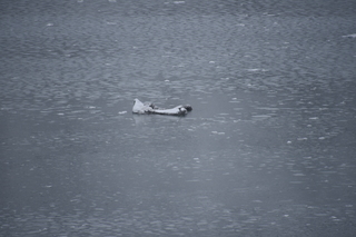 Filename=DSC_4824.JPG
Filesize=16248KiB
Dimensions=7360x4912
Date added=Oct 17, 2021 DSC_4824.JPG