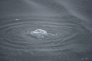 Filename=DSC_4828.JPG
Filesize=15806KiB
Dimensions=7360x4912
Date added=Oct 17, 2021 DSC_4828.JPG