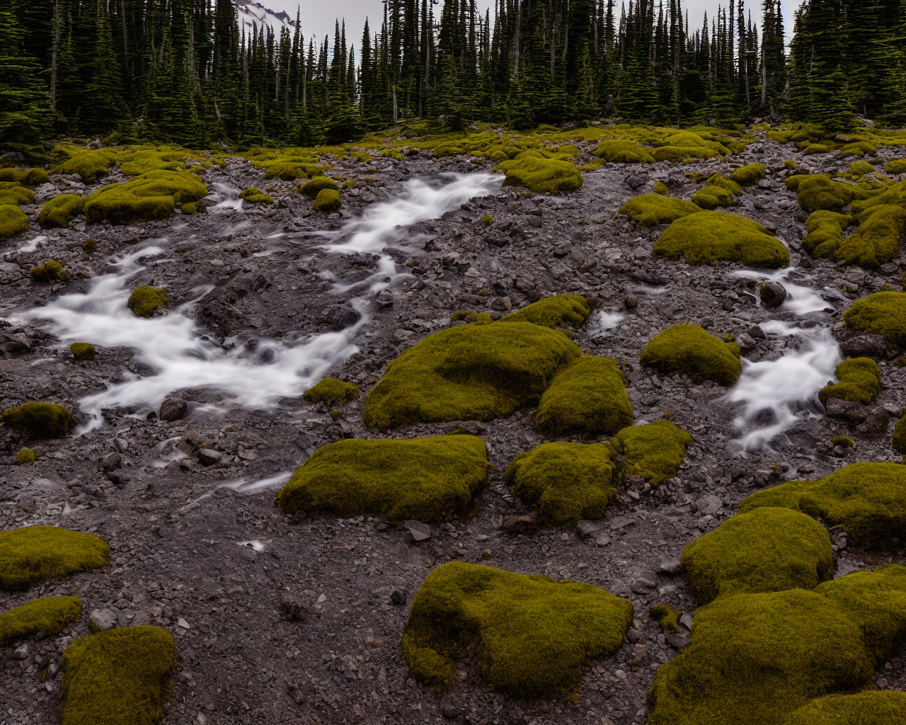 00115-4273345971-nikon_d8102C_mount_rainier_national_park.png