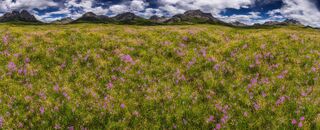 00005-2859553099-nikon_d8102C_panoramic2C_wildflower_mountain_meadow_on_an_alien_world.jpg