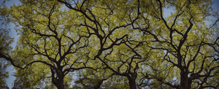 00009-3424200528-nikon_d8102C_a_tree_grows_in_brooklyn.png