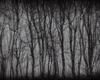 00019-7-nikon_d8102C_spooky_haunted_forest_at_night_under_a_full_moon2C_ghost.png