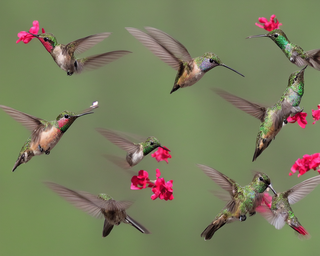 00249-913642442-hummingbirds2C_photo_realistic.png