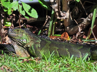 Filename=DSCN0072.JPG
Filesize=6701KiB
Dimensions=4608x3456
Date added=Jan 06, 2023 DSCN0072.JPG