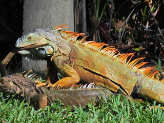 Filename=DSCN0073.JPG
Filesize=7406KiB
Dimensions=4608x3456
Date added=Jan 06, 2023 DSCN0073.JPG