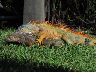 Filename=DSCN0075.JPG
Filesize=7233KiB
Dimensions=4608x3456
Date added=Jan 06, 2023 DSCN0075.JPG